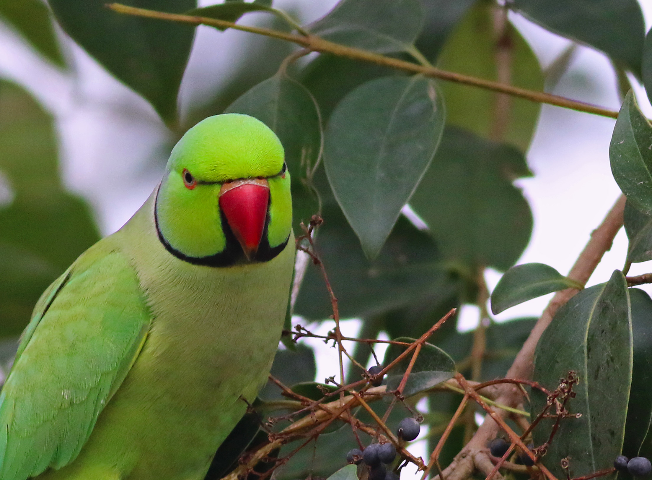 Rose-ringed Parakeet